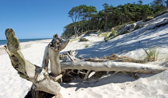 Der Weststrand in seiner naturbelassenen Form mit markanten entwurzelten Bäumen auf der Halbinsel Darß